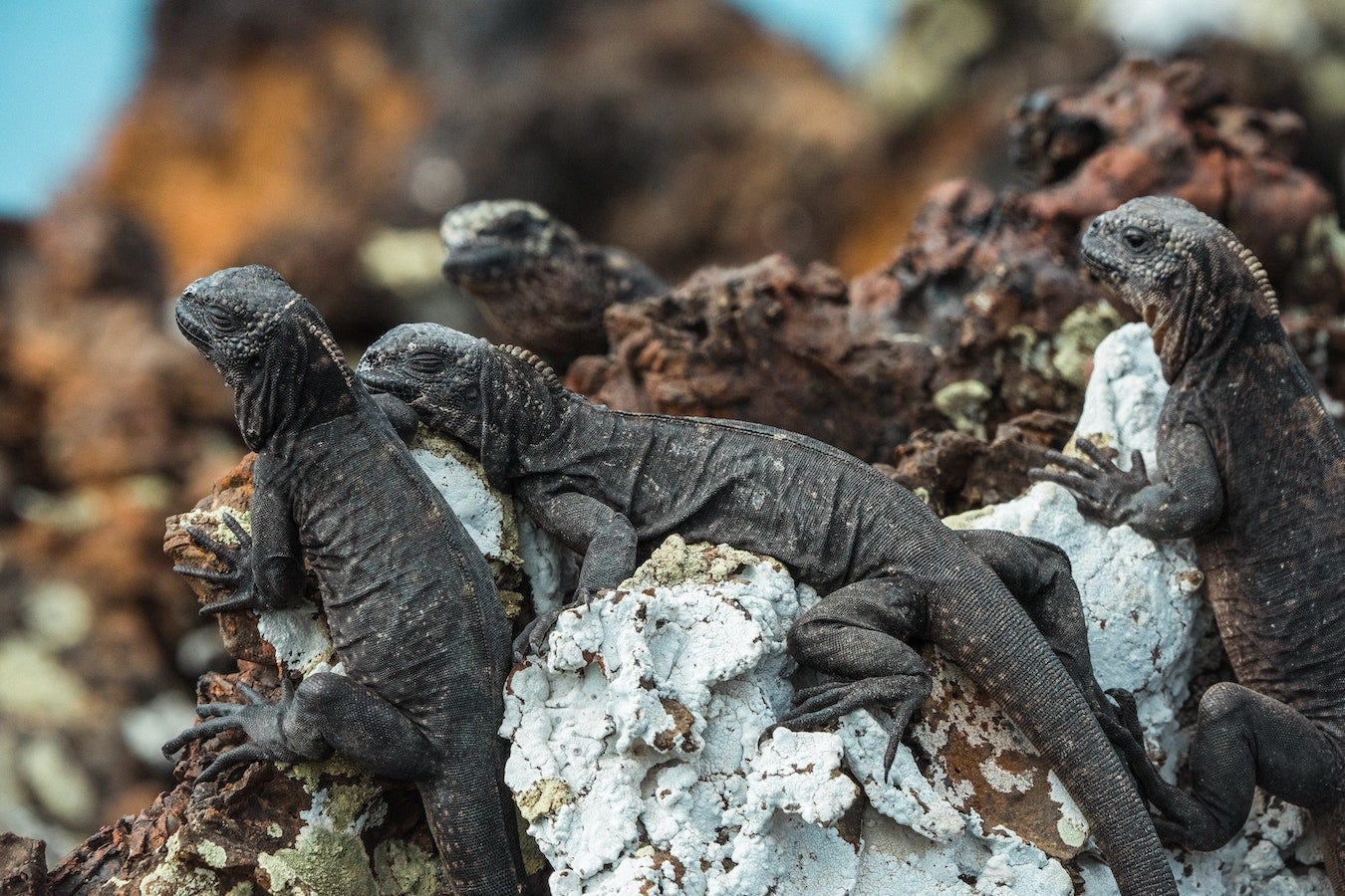 Several marine iguanas are resting dry on a rock on the shore. They have their eyes closed. Their skin is wrinkly and rough-looking.