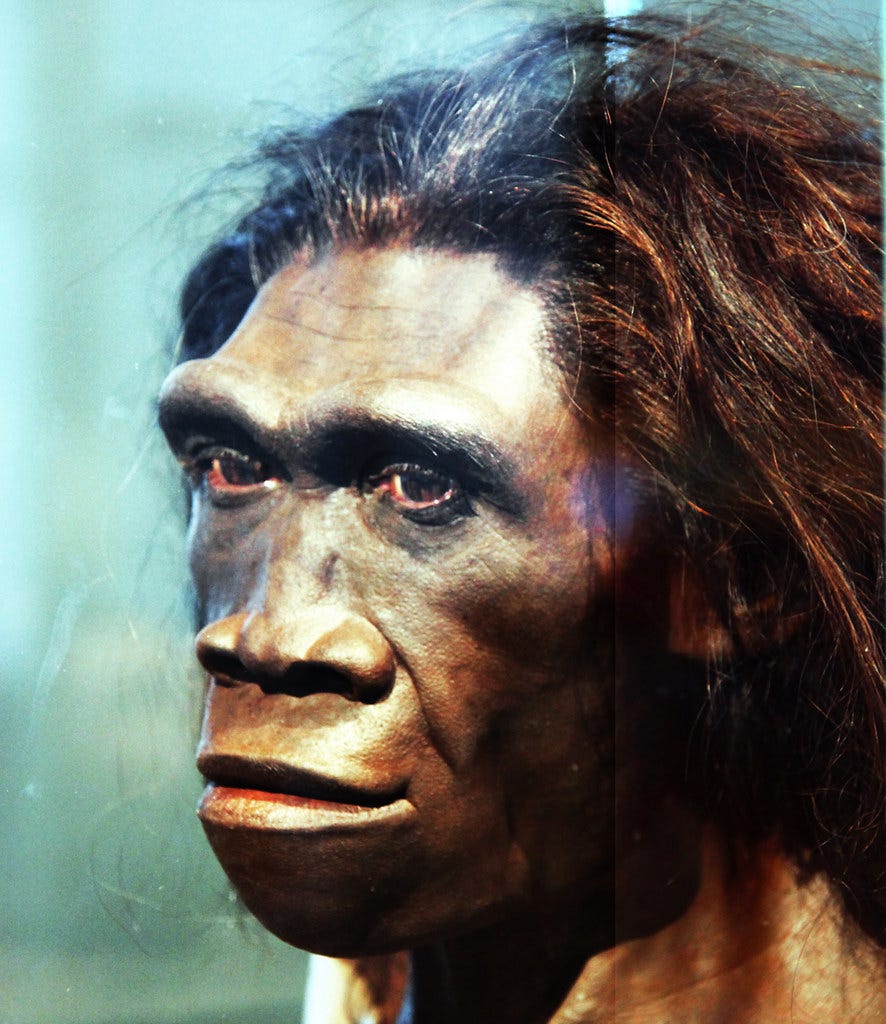 Homo erectus adult female - head model - Smithsonian Museu… | Flickr