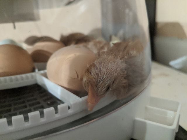 just hatched!