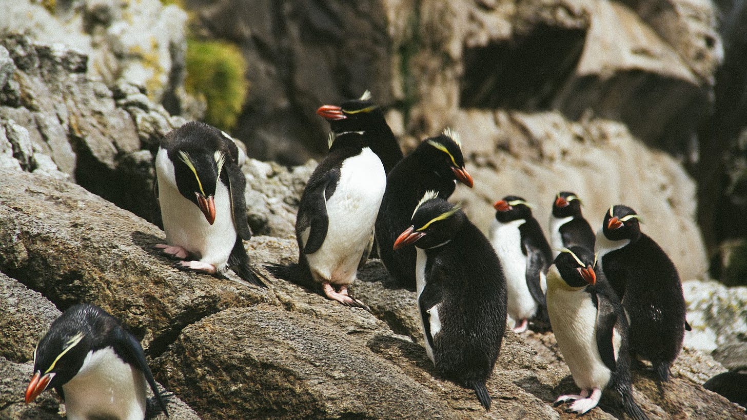 A photograph of a group of Snares crested penguins standing on a rock. They're small birds, with a black back, white fronts, large yellow eyebrows, and red beaks. They're all in different poses across the rock.