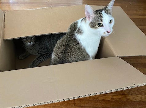 NeYo and Teddy in a box. NeYo is in the forefront.