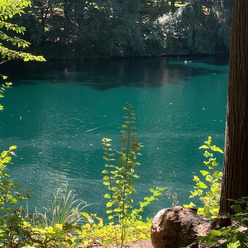 ID: a green-blue lake with some leafy green plants on the shore glowing from the sun.