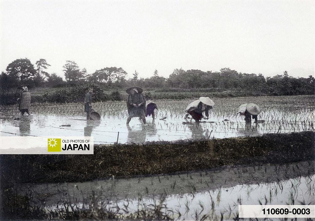 110609-0003 - Planting Rice in Japan, 1907
