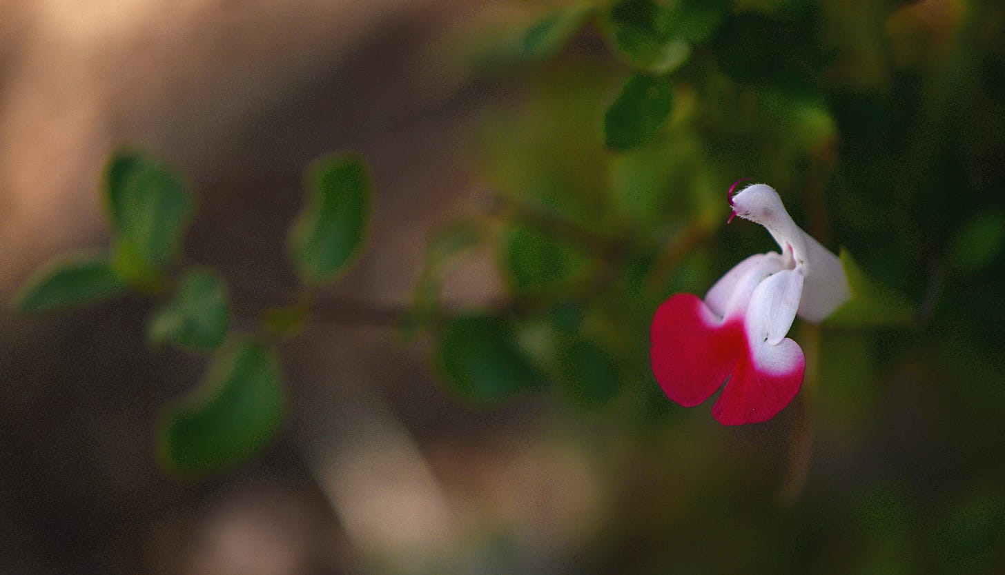 red and white salvia bloom from christmas day