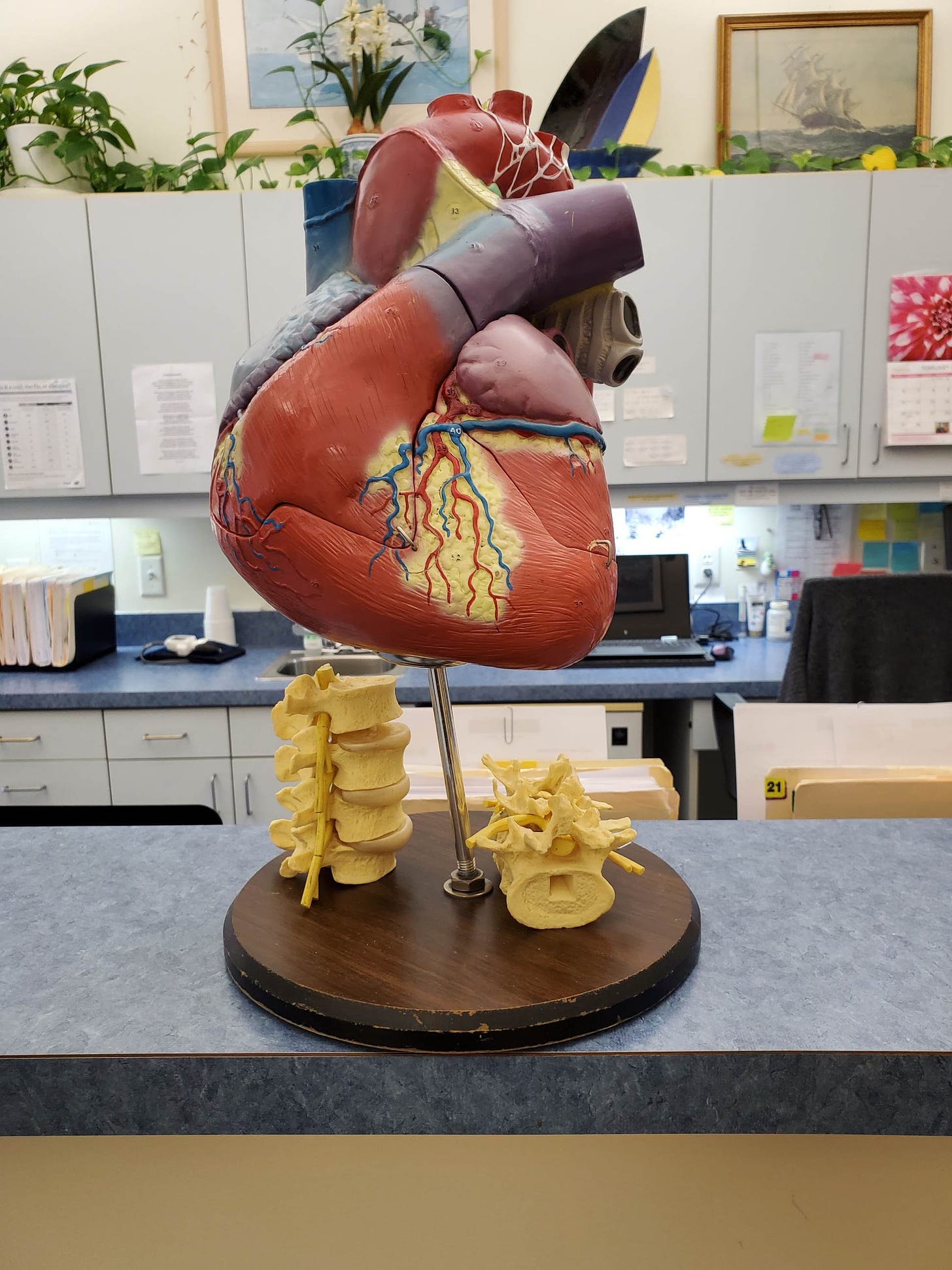 Replica of a physical heart  in a doctor's office