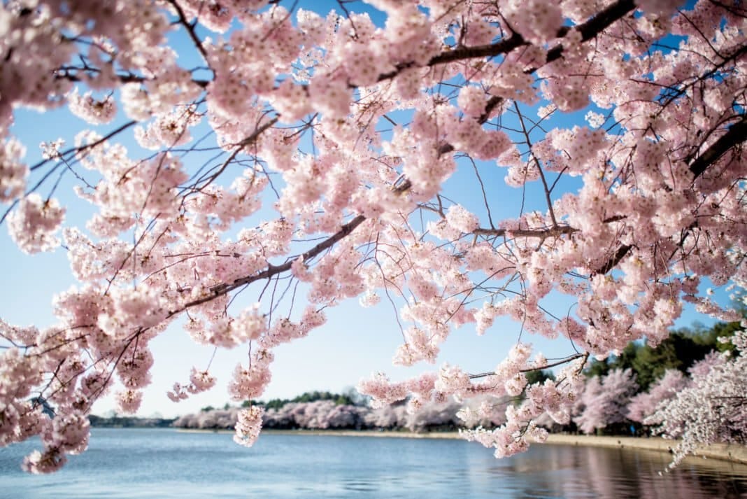 Washington DC Cherry Blossoms - April 1, 2019