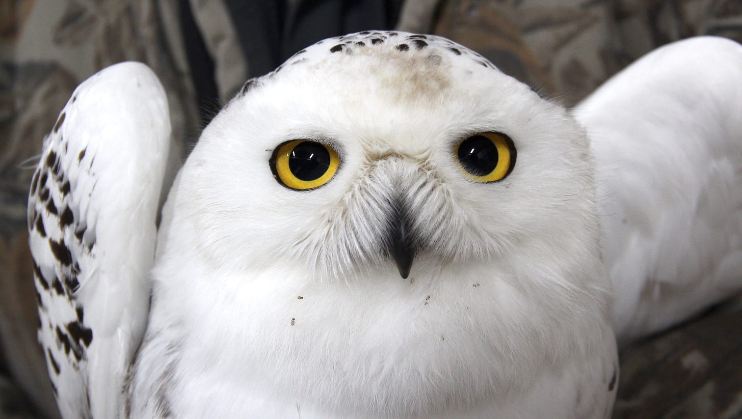 Irruption of snowy owls being reported in Wisconsin, other states