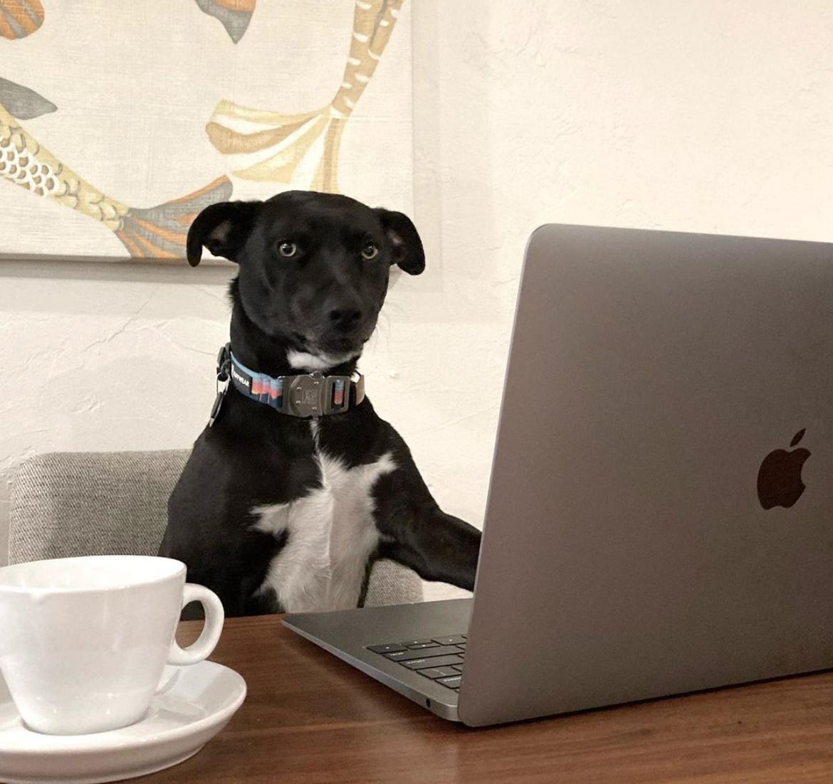A black dog looking at the camera. The dog is sitting on a chair at the kitchen table with a MacBook laptop open in front of her and a white cup filled with coffee on a saucer.