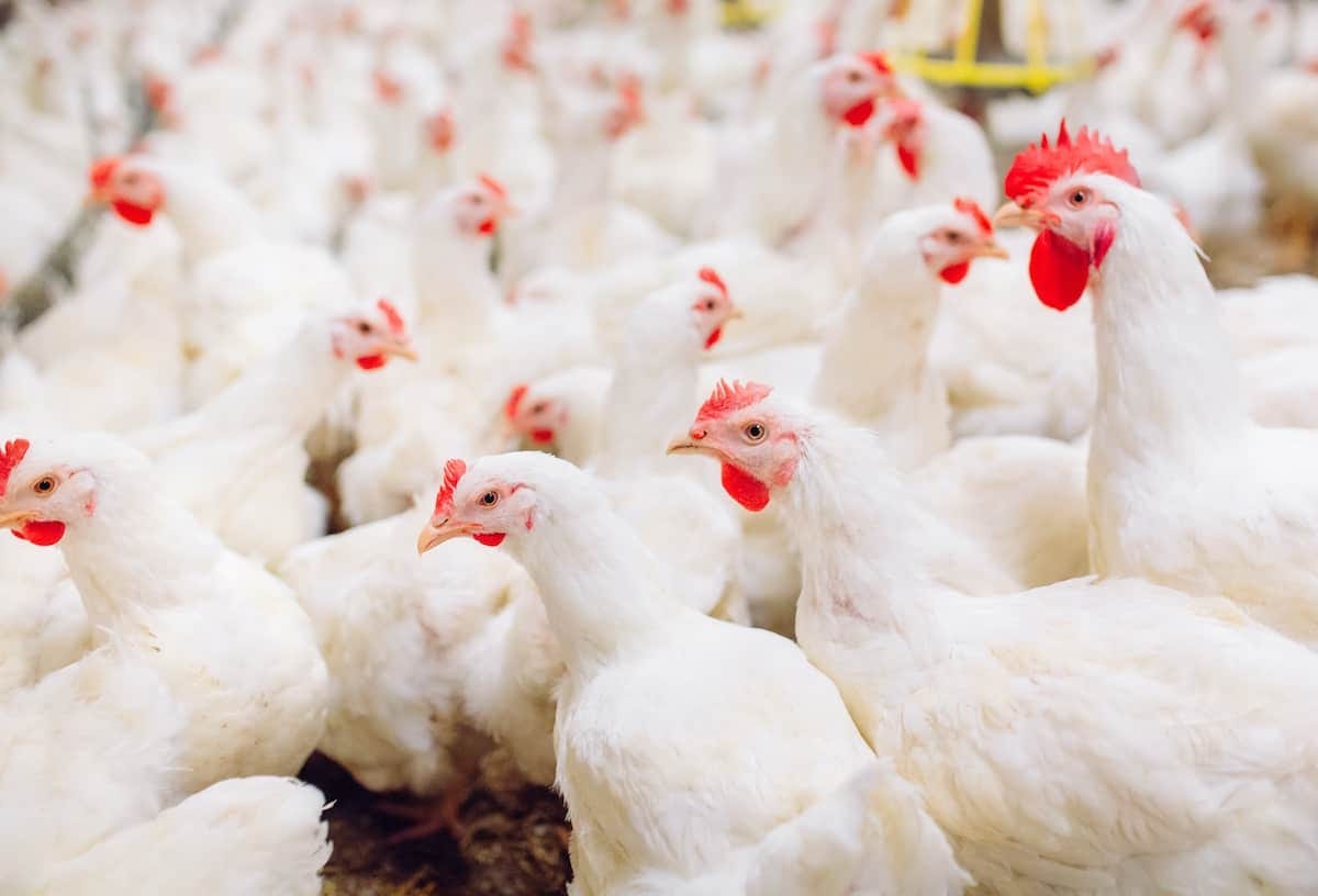 74 Chicken Farming Statistics You Need to Know