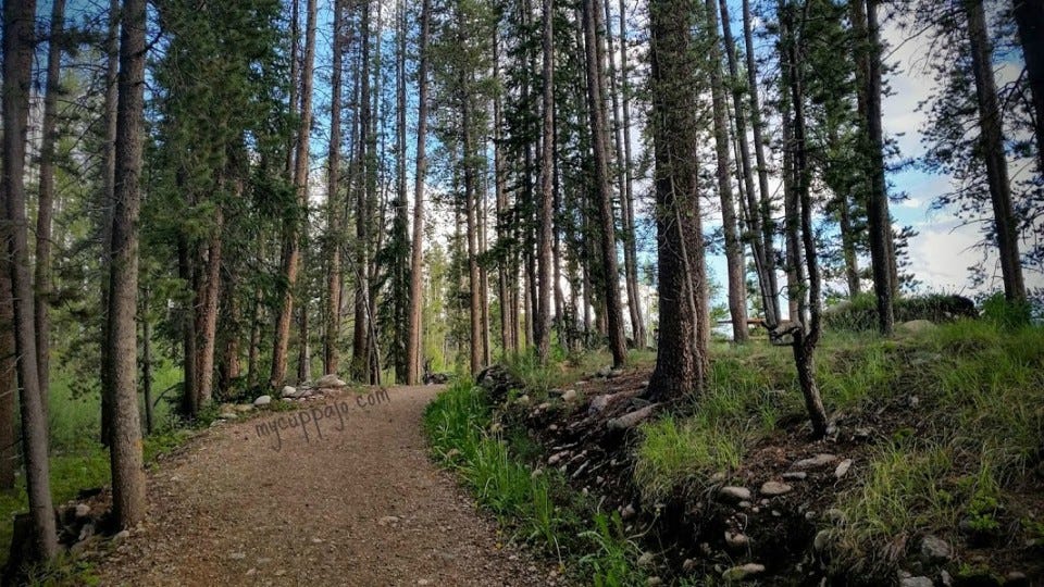When our movement world shrinks, our outer world shrinks, too. We can't see the forest for the trees. When our movement world shrinks, our outer world shrinks, too. We can't see the forest for the trees.