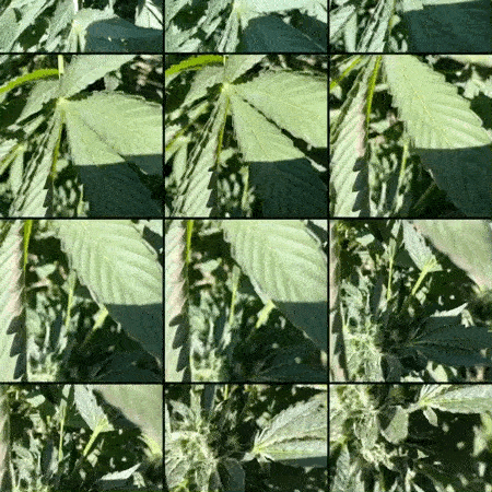 A looping animation of a an endlessly scrolling grid of cannabis photos in a phone’s camera roll.