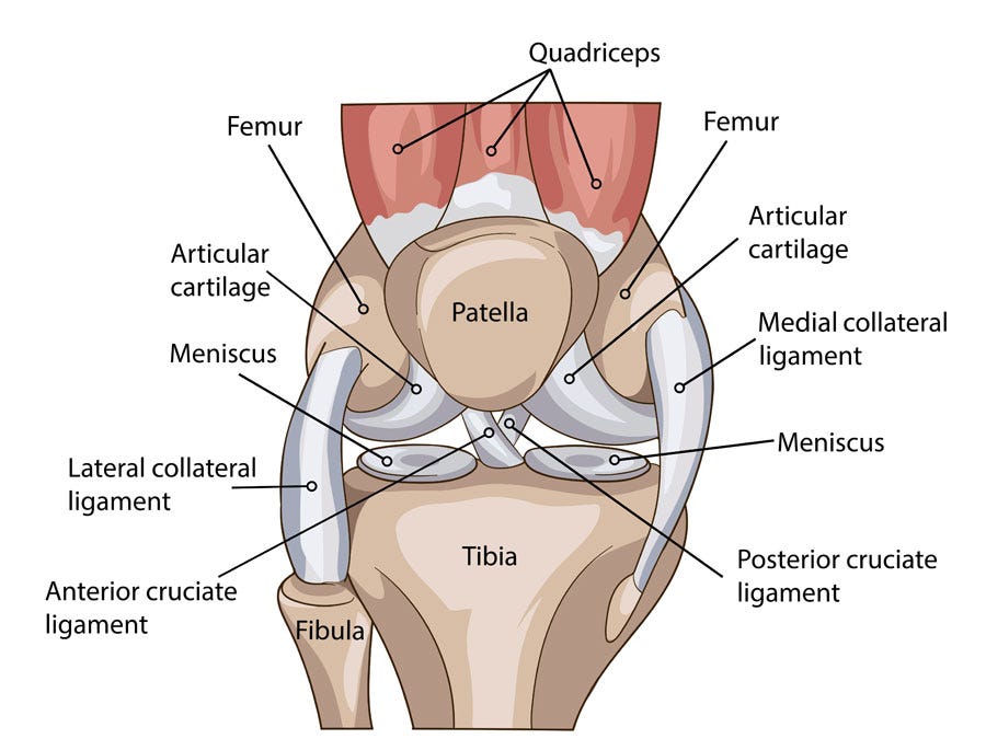 Knee anatomy including ligaments, cartilage and meniscus