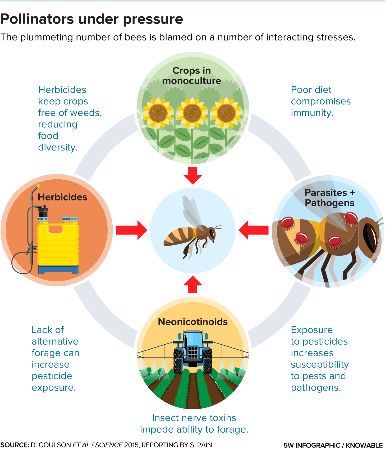A diagram highlights four categories of threats to bees: herbicides, neonicotinoids, monoculture and parasites and pathogens.