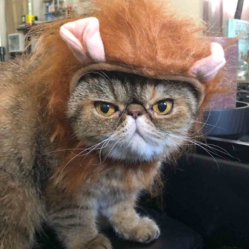 funny Halloween costume ideas for cats lion