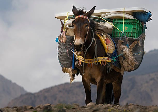 373 Donkey Goes With Luggage Stock Photos, Pictures &amp; Royalty-Free Images -  iStock