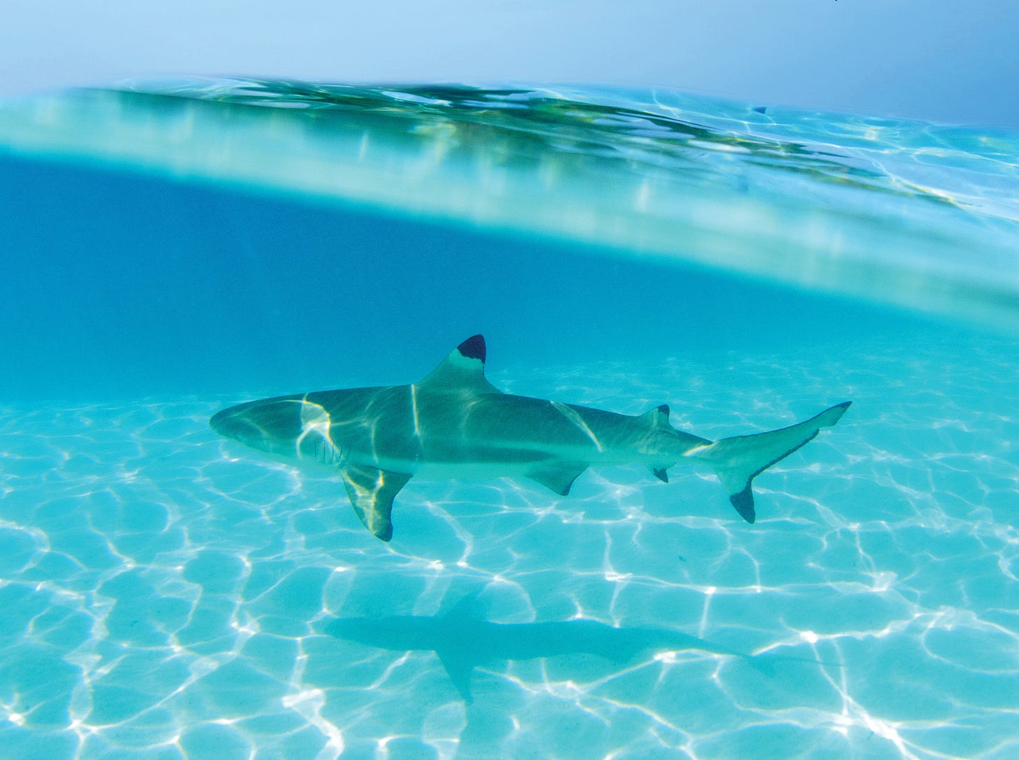 Shark swimming in clear waters