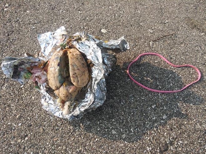 A brain-like object was found at Myers Park in Racine, Wisconsin, on Tuesday. It's not a human brain, but investigators are trying to figure out what it is.