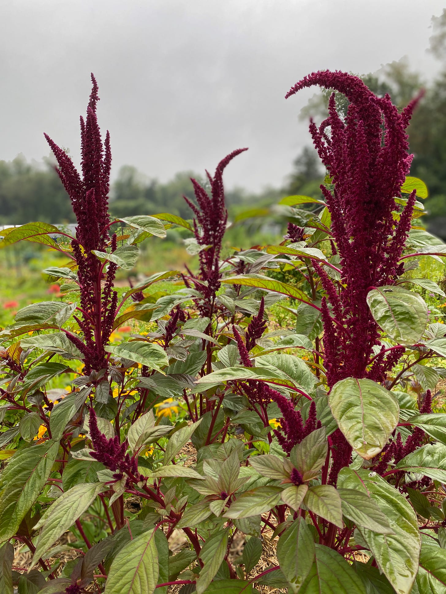 Several tall amaranth stalks, with tall, spiky red flowers, in front of a grey, cloudy sky. 