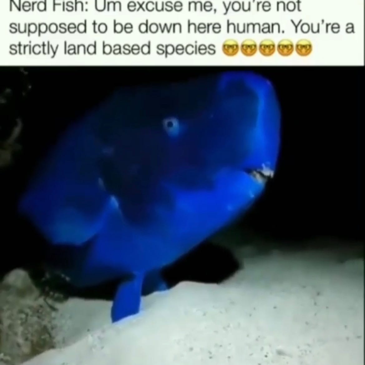 Image of a bright blue fish with what appears to be an overbite with the caption, "Nerd Fish: Um excuse me, you're not supposed to be down here human. You're a strictly land based species" followed by four "nerd with glasses" emoji