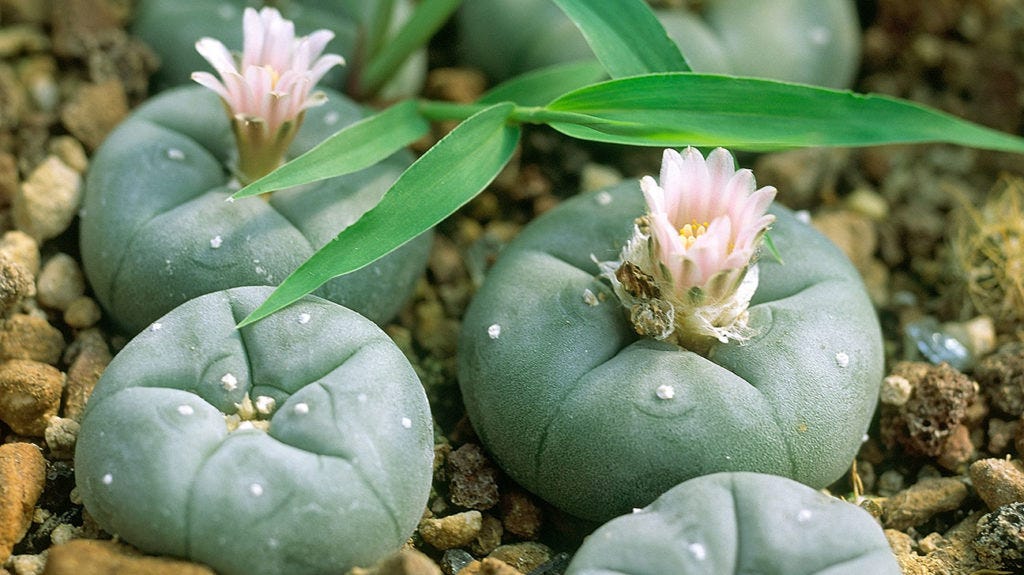 Peyote: Origins, effects, risks, and benefits