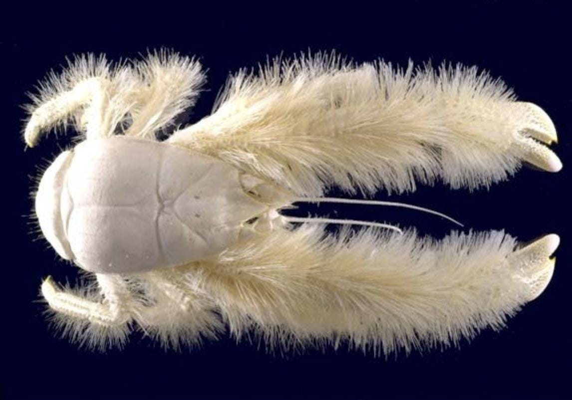 Woods Hole Oceanographic Institution (WHOI) on Twitter: "First discovered  by researchers in #HOVAlvin, the yeti crab lives near hydrothermal vents on  the seafloor. And those hairy arms? They're covered in filamentous bacteria,