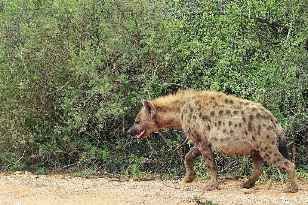 Hyena walking 