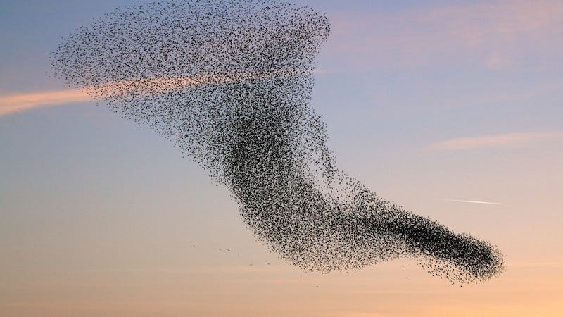 Swarm Collective Intelligence | Collective Intelligence Research Institute