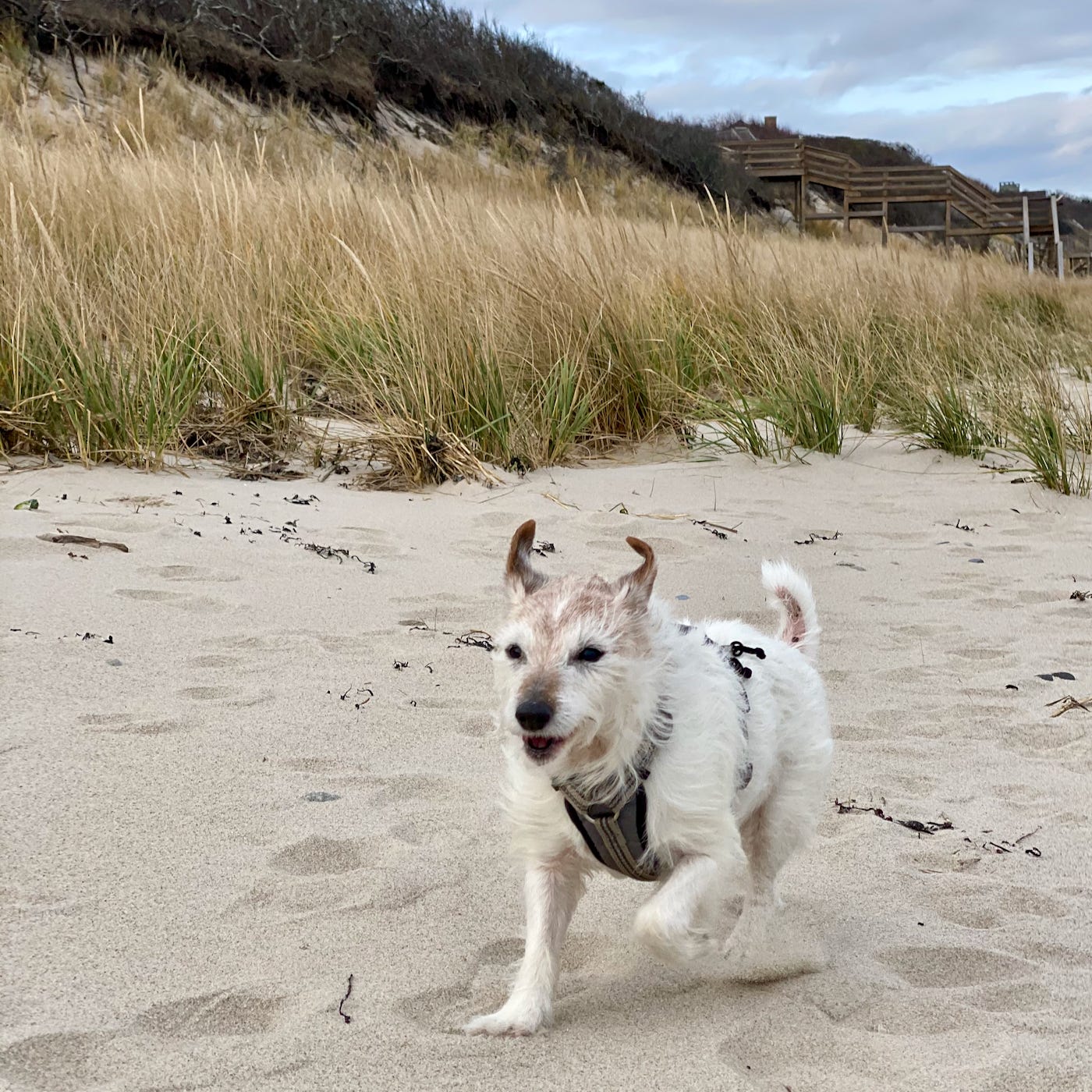 Fozzie running on the beach