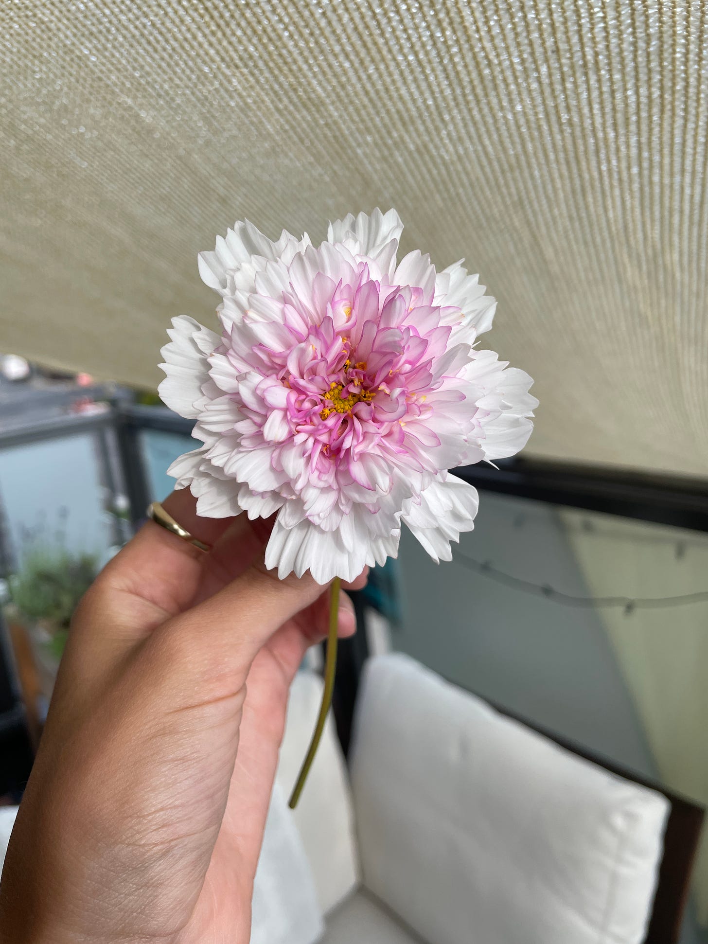 A gorgeous cosmos bloom is held in the left hand of the photographer. The photographers index finger is encircled by a gold band. The petals at the centre of the flower are edged in pink and the petals furthest from the centre are bright white. In the background is a patio sofa and balcony railing with string lights and a sunshade.