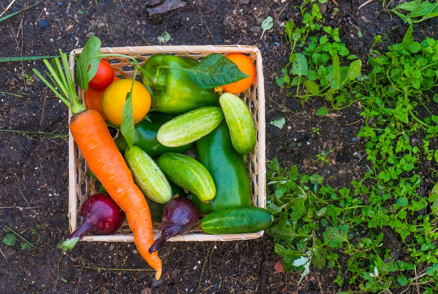 Growing a Vegetable Garden Might Be Just What You Need During the ...