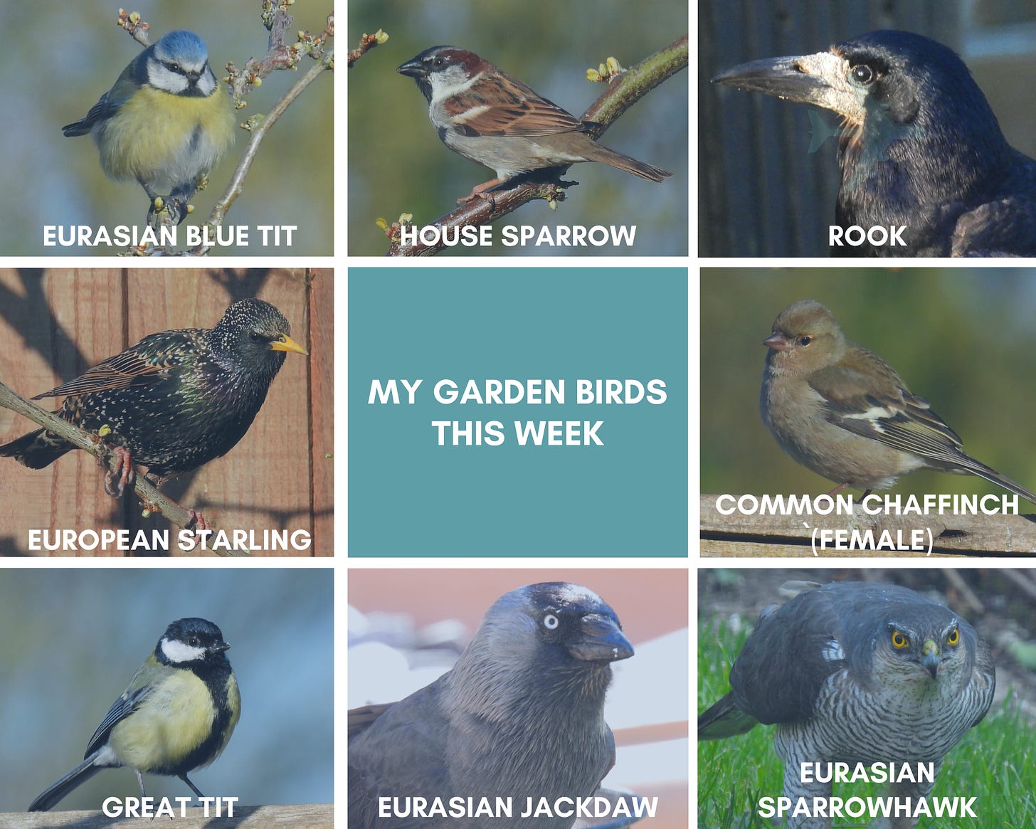 A grid of 9 squares, 8 of which contain a photo of a garden bird. From top left: Blue Tit, House Sparrow, Rook, Chaffinch , Sparrowhawk, Jackdaw, House Sparrow, Starling. The centre square contains white text on a blue background - My garden birds this week. 