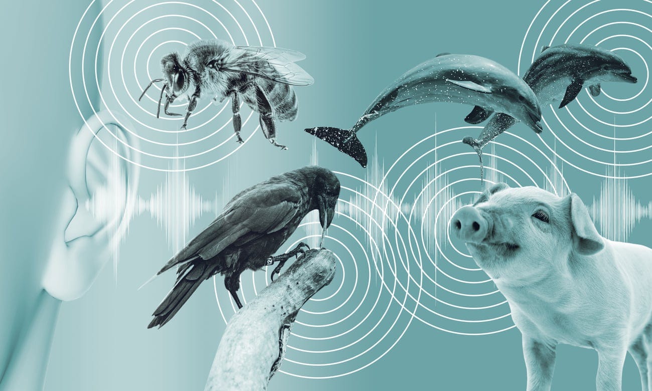 Observer design illustration of a human ear listening to a crow, dolphins, a pig and a honey bee