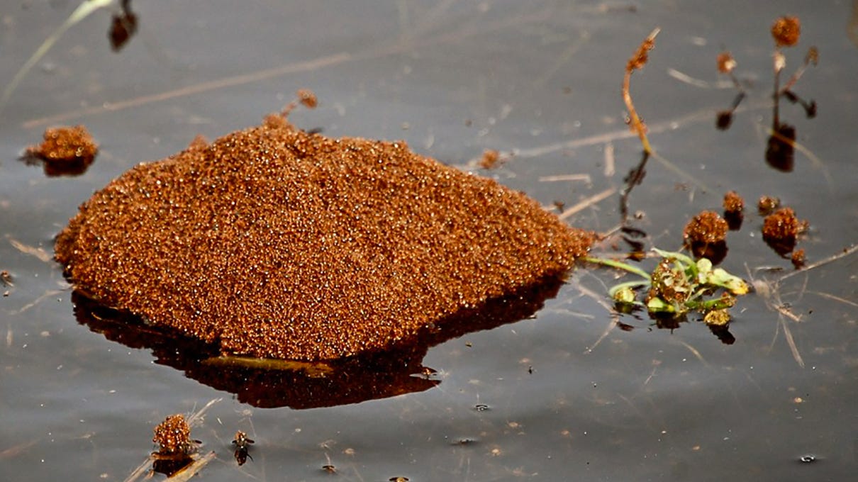 Floating Fire Ant Rafts Are Horrifying, Dangerous, Really Cool |  HowStuffWorks
