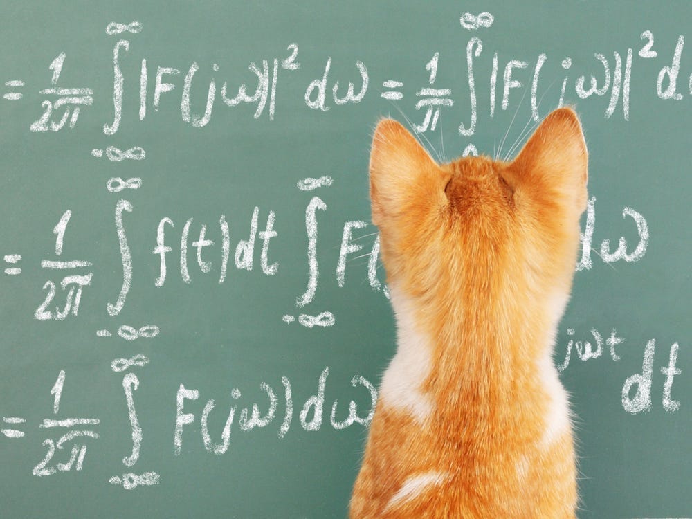 Your Cat Probably Understands Physics