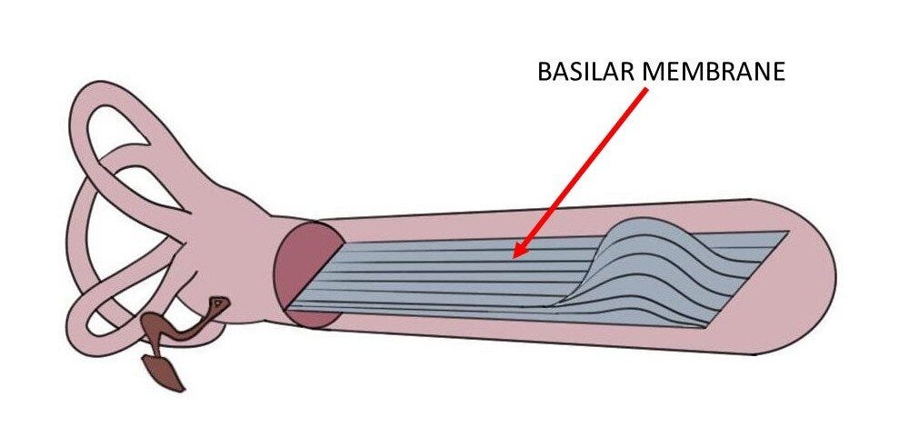 Basilar membrane - definition