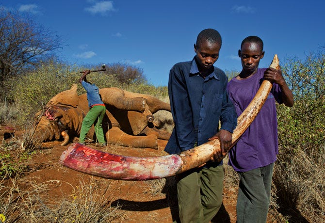 08-illegal-kenyan-ivory-poaching-670