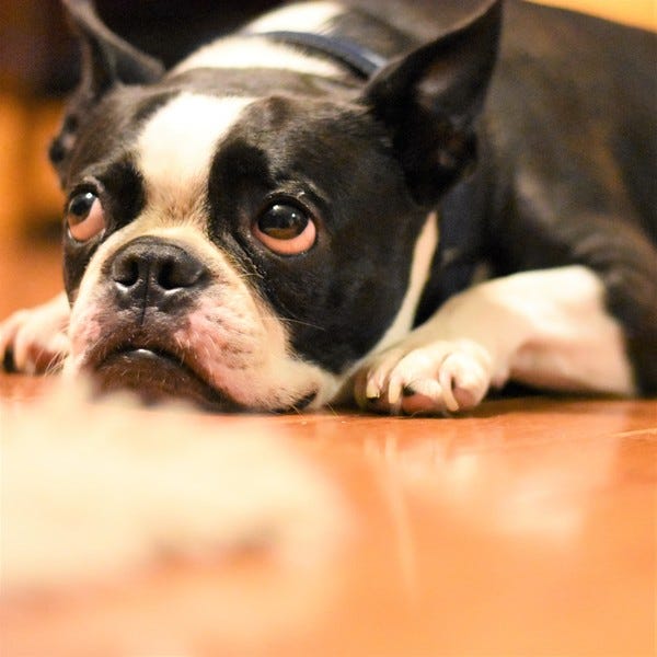 Joe is thinking about vacation. He’s currently on vacation at our daughter’s house. Away from us. Joe is thinking about vacation. He’s currently on vacation at our daughter’s house. Away from us.