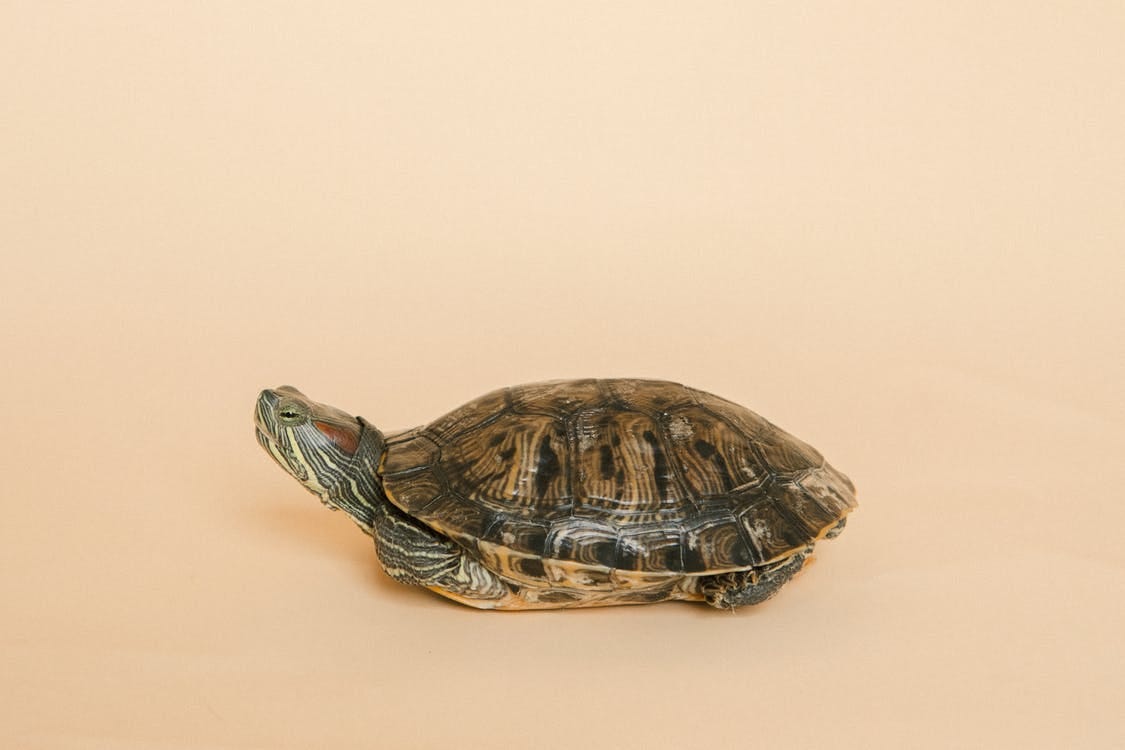 Brown and Black Turtle on White Surface