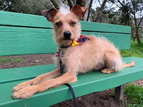 Stanley, who belongs to loyal reader Denise, enjoys the sturdiness of a robust park bench. Want your pet to appear in The Highlighter? hltr.co/pets
