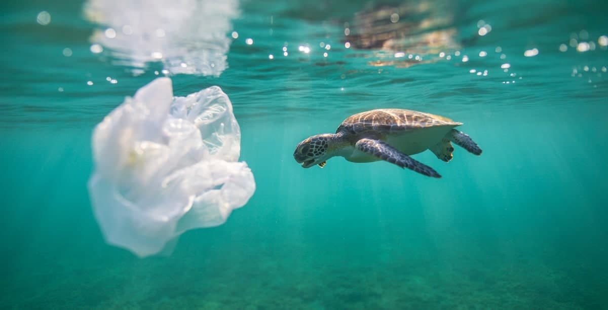 7 Solutions to Ocean Plastic Pollution - Oceanic Society