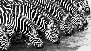 Zebras have distinctive black-and-white hides, and the stripes are unique to each individual.