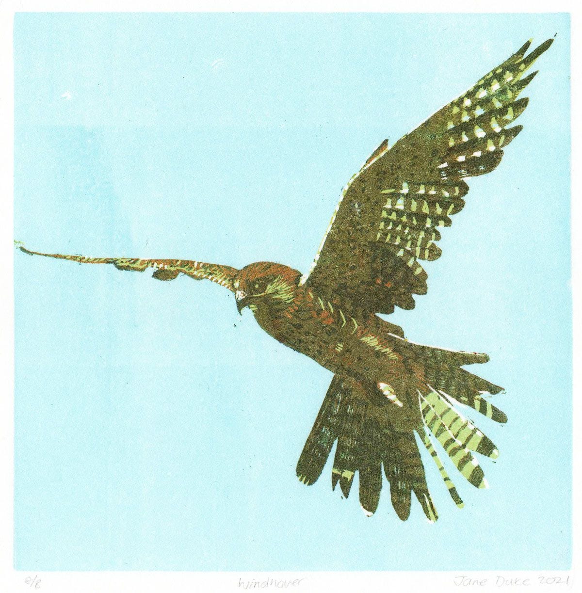A kestrel, tail feathers splayed, in mid-hover.