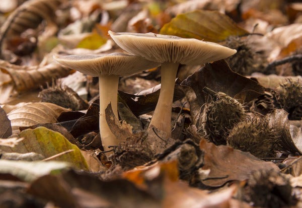 Foto de Jorick Homan/Flickr. Descrição de Imagem: dois cogumelos nascem juntos e se separam. Eles são de cor clara, bege. Estão num chão de folhas e frutos secos. Não é possível ver a terra.