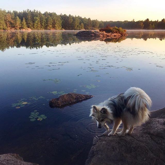 that single paw ripple on a perfectly still lake. my go
