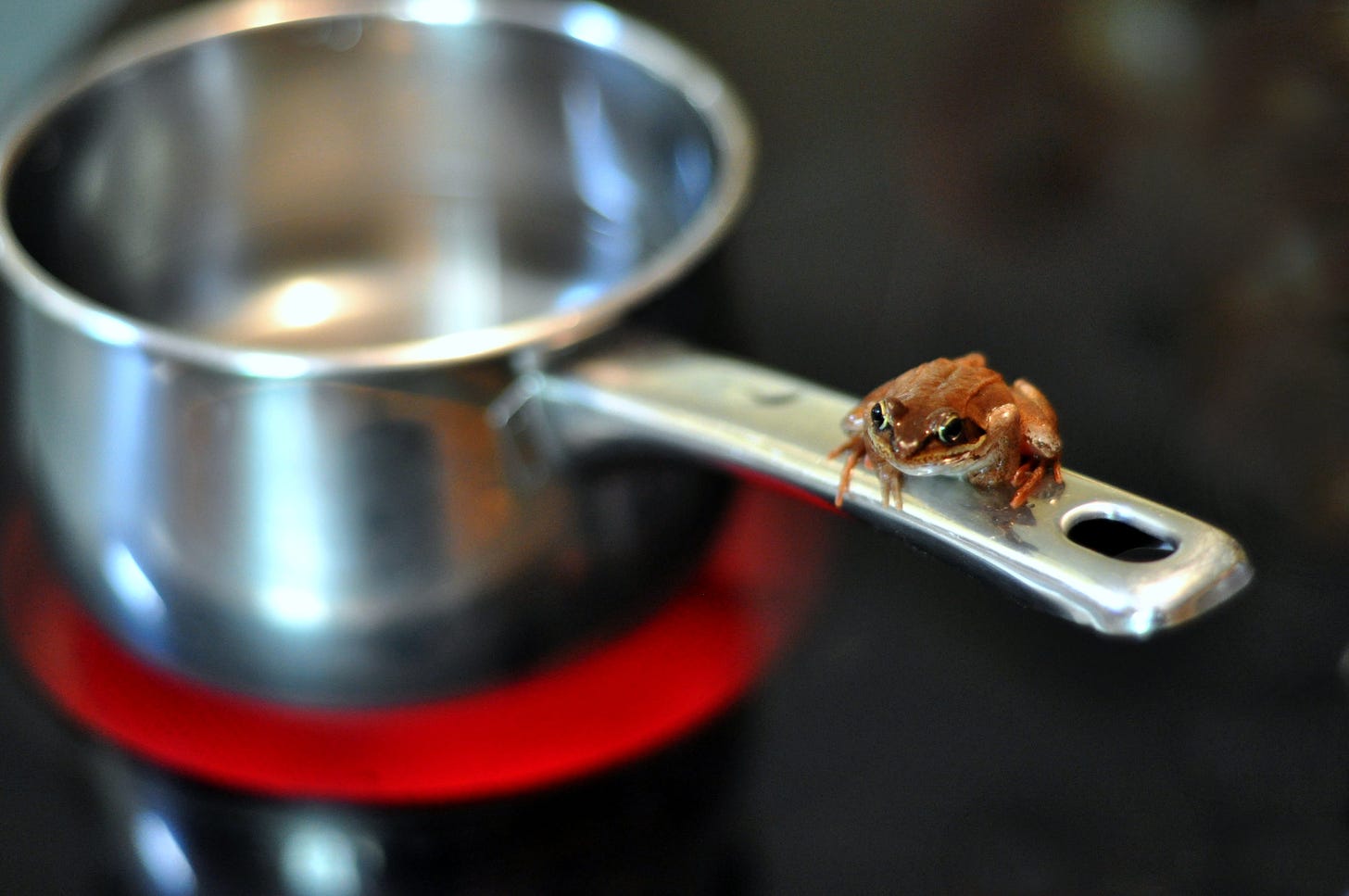 Boiling frog - Wikipedia