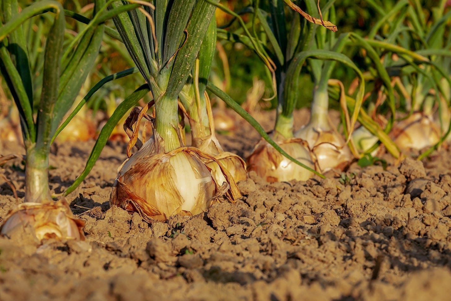 Onions with brown bulbs and green stems growing out of brown soil. 