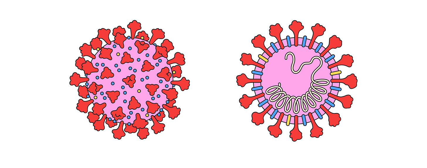 From Bats to Human Lungs, the Evolution of a Coronavirus | The New Yorker