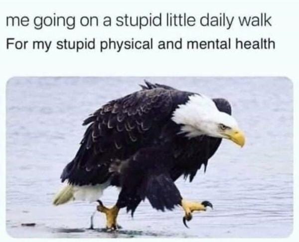 stupid little walk | Birds | Know Your Meme