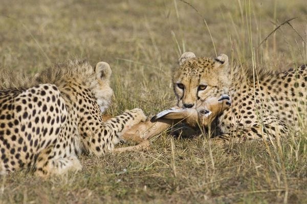 Cheetah young male strangling Impala fawn (Acinonyx jubatus #10529372