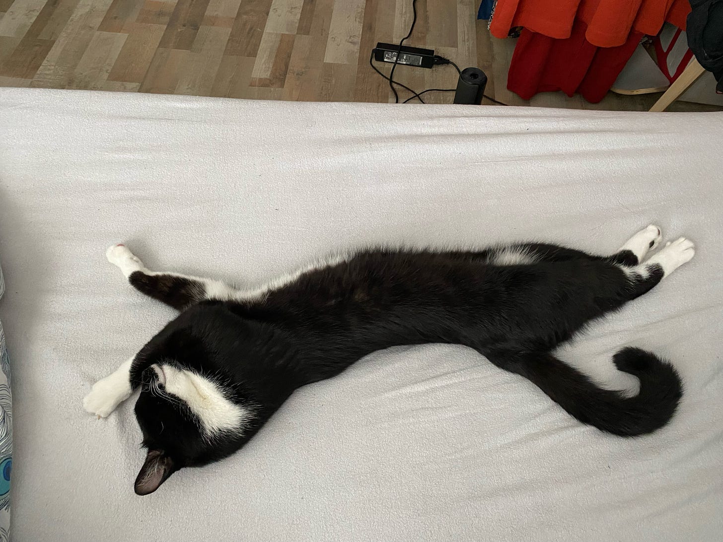 een zwart witte kat ligt uitgestrekt op een bed